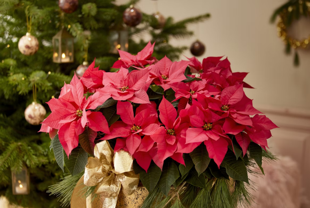 Red poinsettia arrangement in a decorative pot with a gold ribbon and evergreen accents, displayed indoors near a Christmas tree with warm holiday lights.