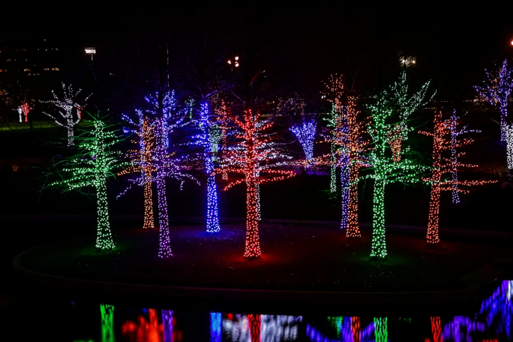 A group of leafless trees wrapped in vibrant Christmas lights in red, green, blue, purple, and white, glowing against the night sky with reflections in the water below.